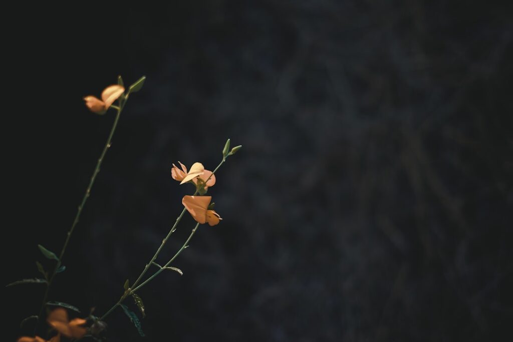 Desvendando o Propósito de Vida: Um Guia para Encontrar Seu Norte e Viver com Sentido