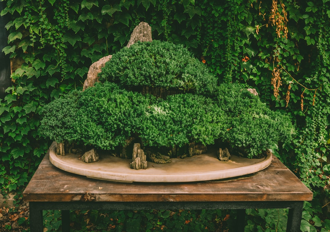 Autocuidado: A Arte de Nutrir a Si Mesmo para Florescer em um Mundo Acelerado