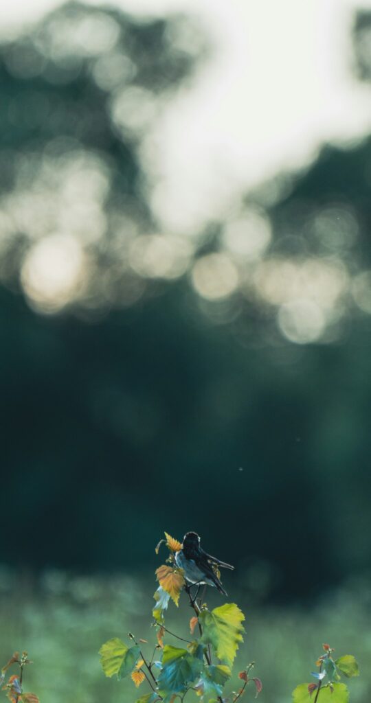 Ruminação: Liberte Sua Mente do Ciclo Vicioso de Pensamentos