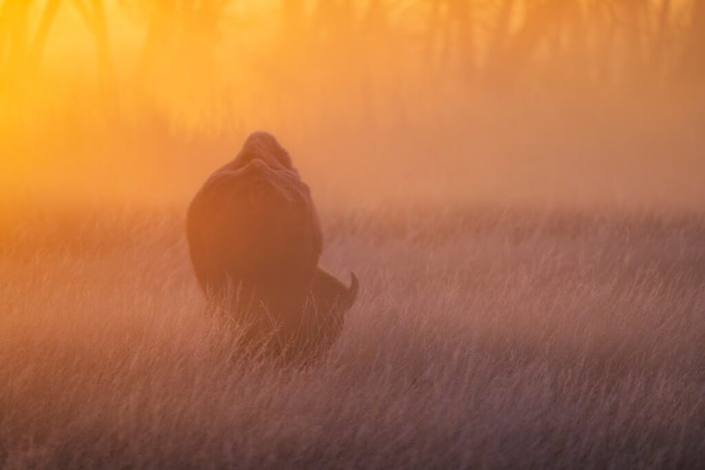 A Sombra Silenciosa: Desvendando o Esgotamento Mental e Como Recuperar Sua Essência
