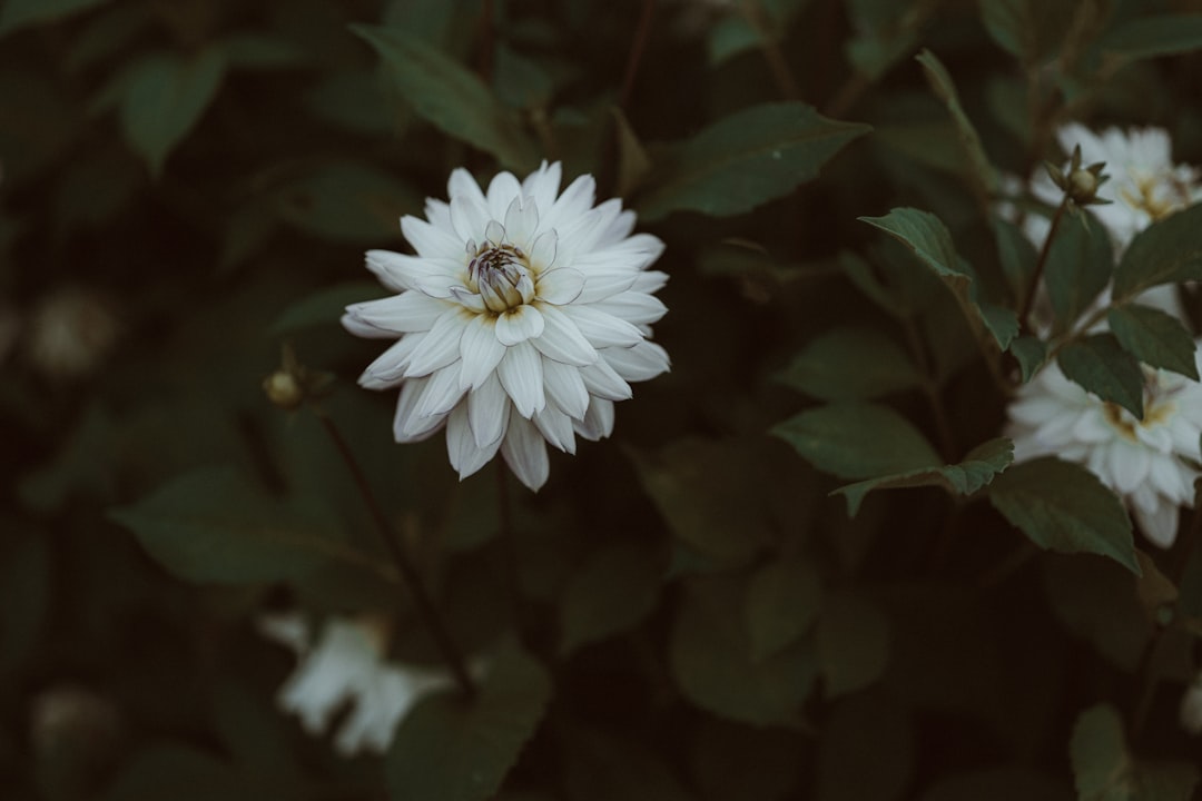 Inteligência Emocional: Desvende o Poder das Suas Emoções